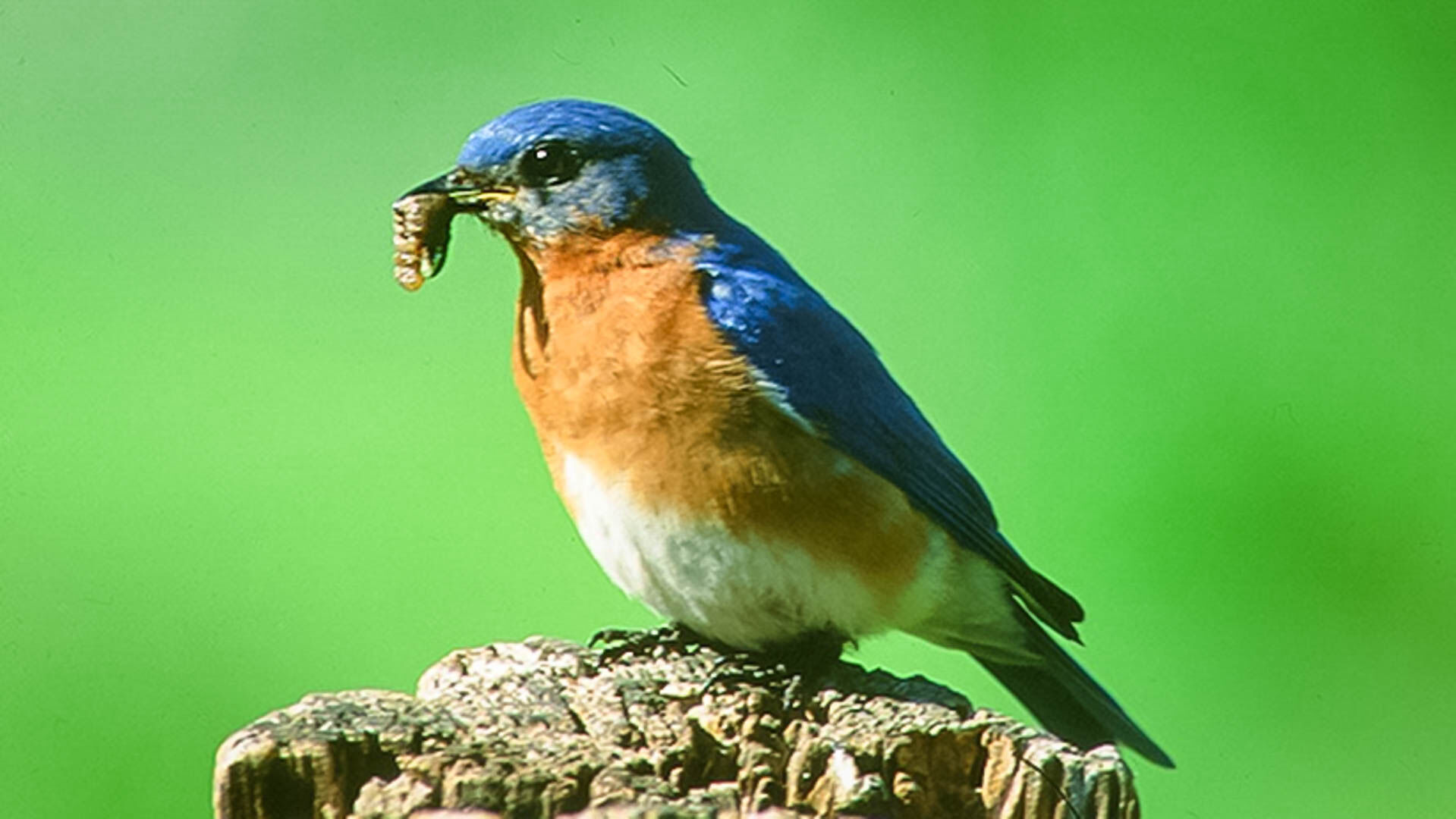 wildBluebird-22-w-story.jpg